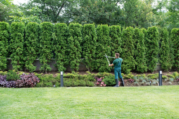 Professional Tree Removal and Landscaping Services in Asheboro, NC